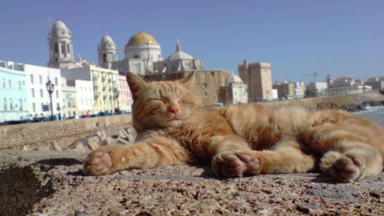 Un gato se despereza en los bloques del Campo del Sur de Cádiz.