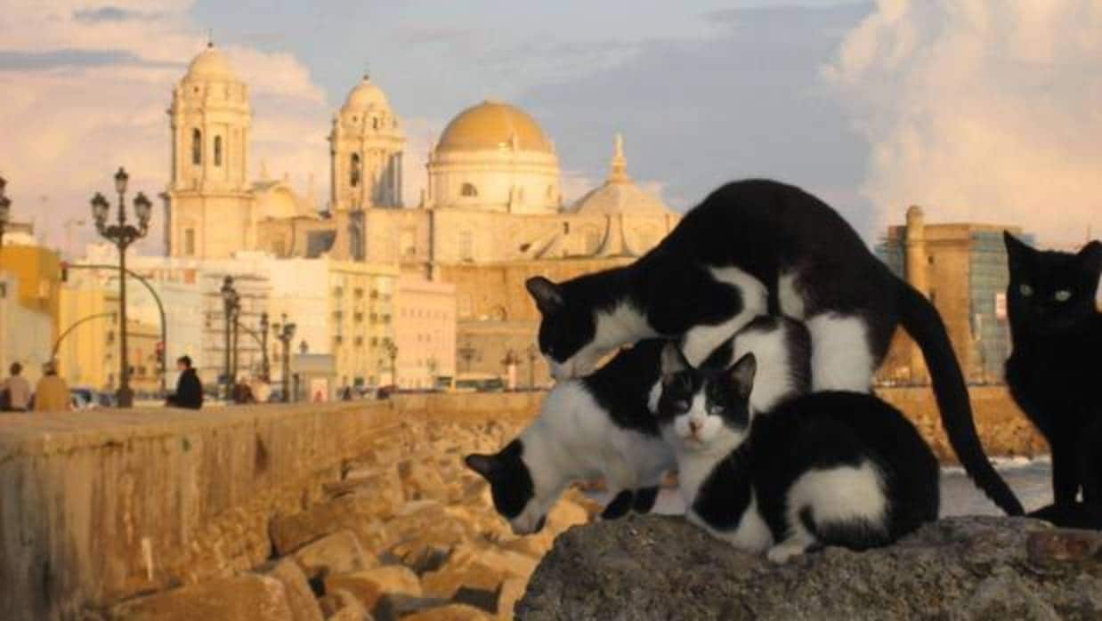Varios gatos callejeros por las murallas del Campo del Sur de Cádiz