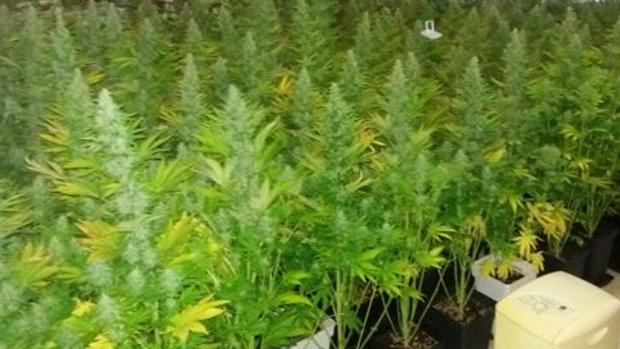 Desmantelan en Chiclana una plantación de marihuana y detienen a siete personas