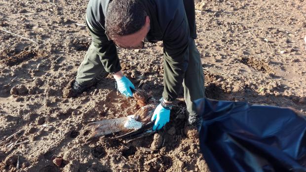 Adecuna denuncia envenenamientos de rapaces en el Guadiamar