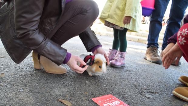 San Antón se reencuentra como cada año con las mascotas