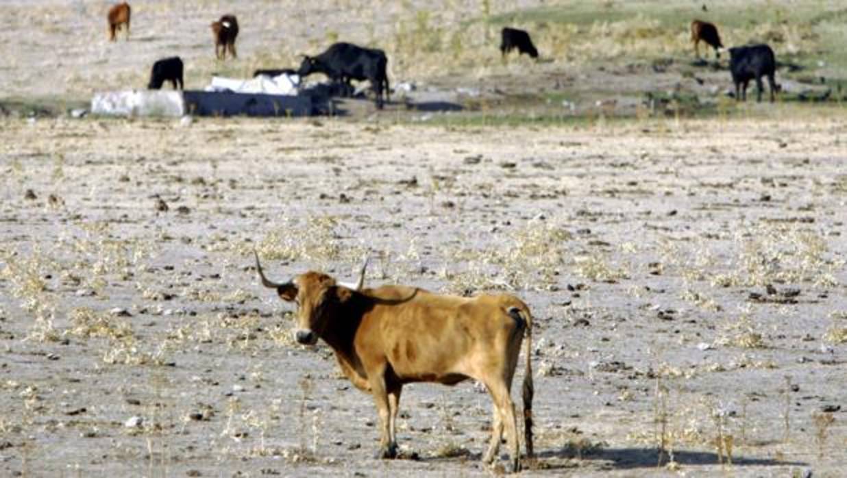 El PP reclama a la Junta ayudas para los ganaderos afectados por la sequía en la Sierra Morena de Sevilla