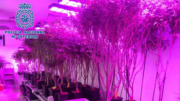 Detenidas tres personas y desmanteladas cuatro plantaciones 'indoor' de marihuana en Jerez