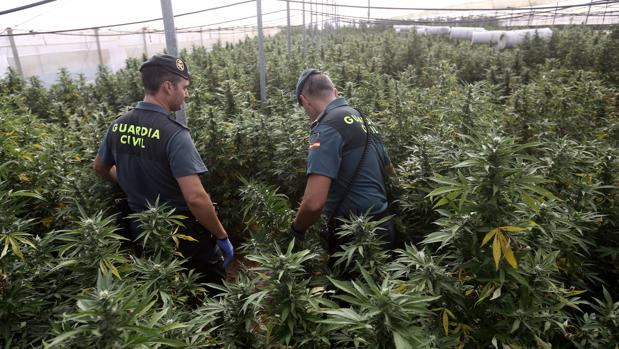 La Guardia Civil intervino 55.000 plantas de marihuana y 500 kilos listos para la venta en 2017