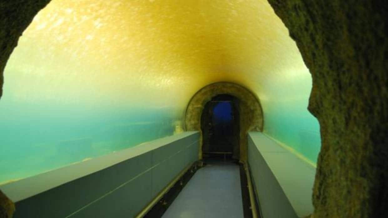 Imagen del túnel que atraviesa el acuario principal del edificio.