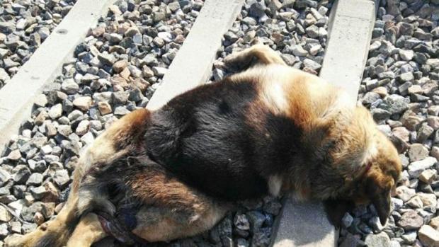 Hallan 20 perros muertos atados a las vías del tren en pueblos del Aljarafe