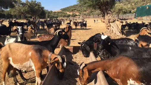 Las cabras payoyas son autóctonas de la Sierra gaditana