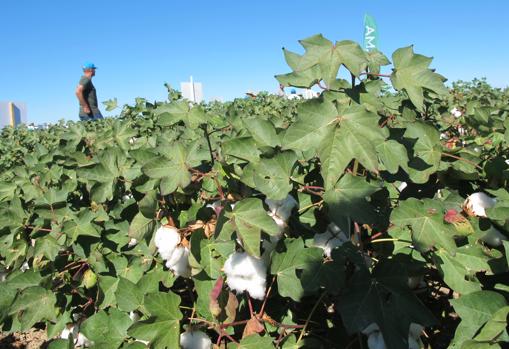 El cultivo del algodón es uno de los más afectados por el recorte en la dotación para riego