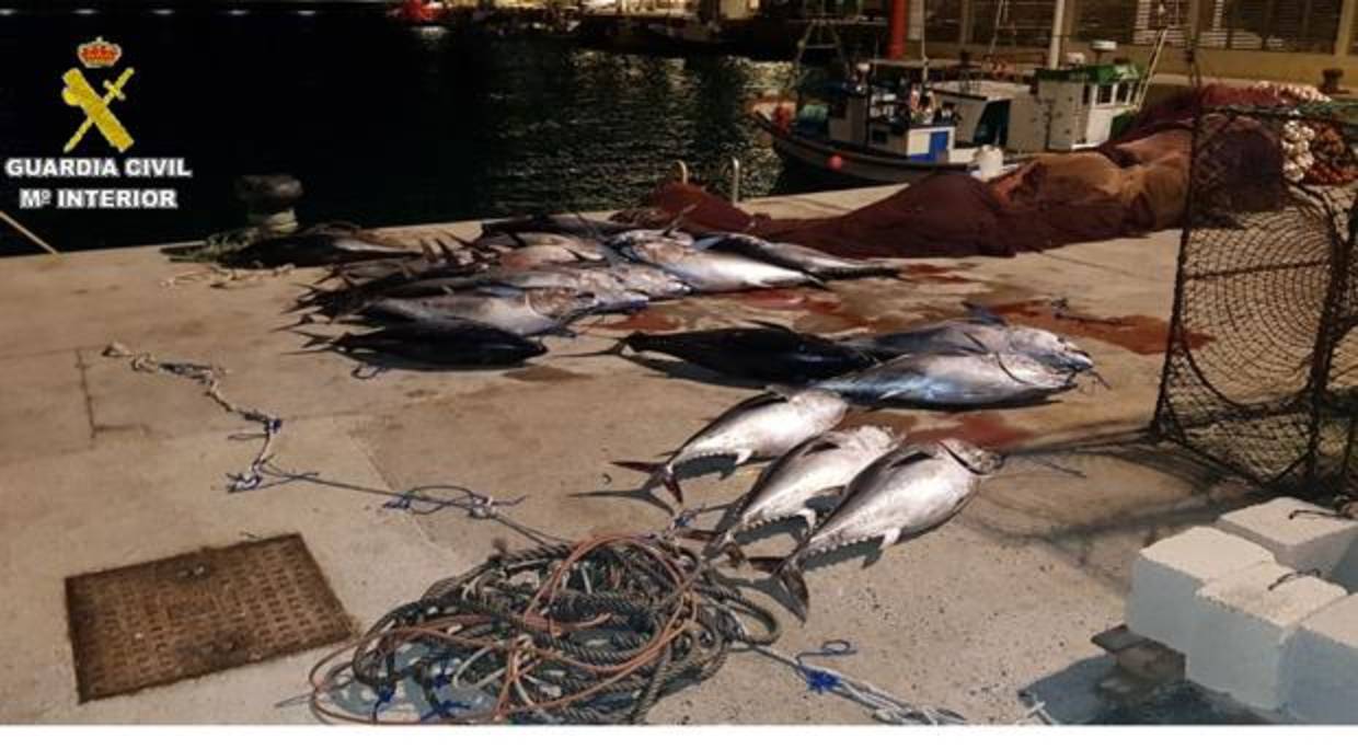 La Guardia Civil interviene más de una tonelada de atún rojo en el puerto de Tarifa