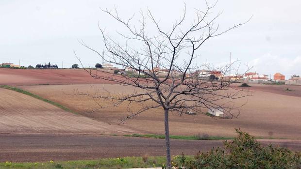 La luz, el agua y el alcantarillado, cada vez más cerca de las zonas del diseminado de Chiclana