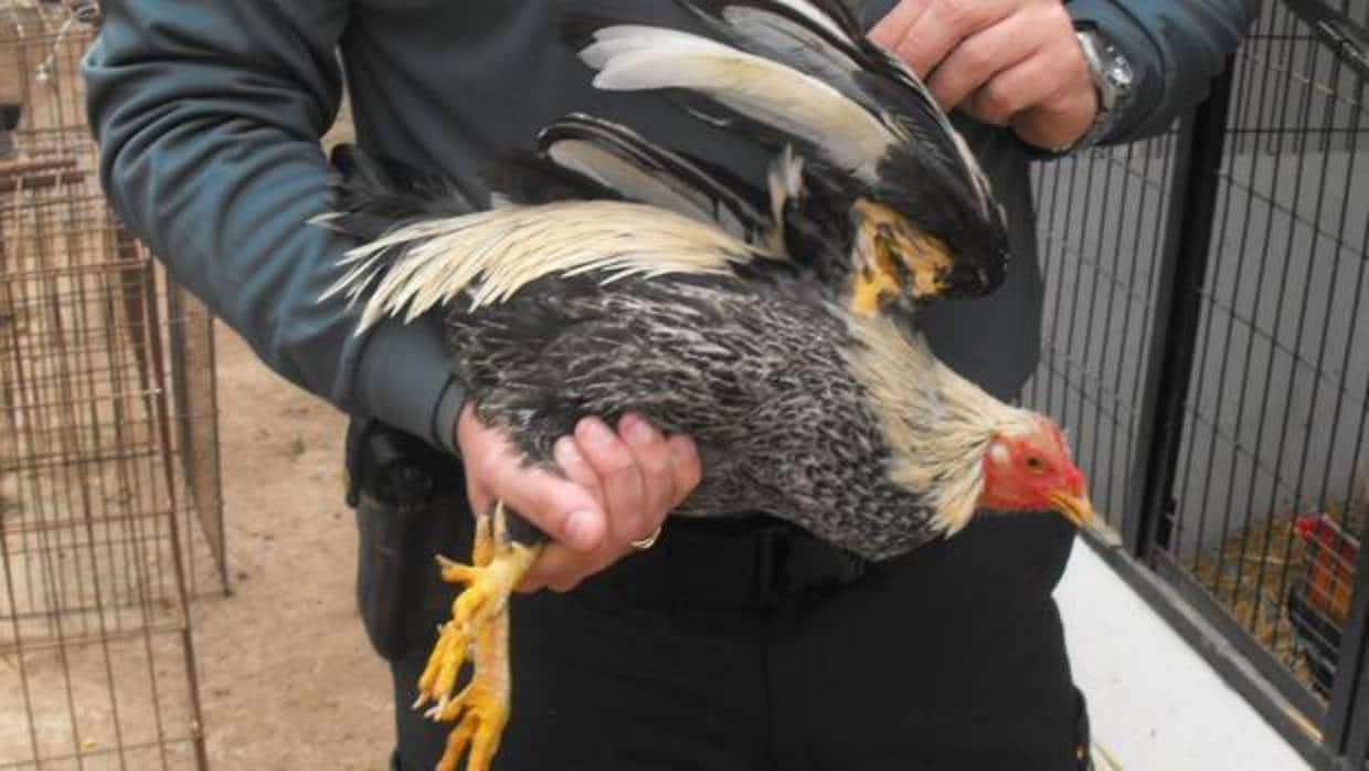 Imagen de archivo de un gallo de pelea