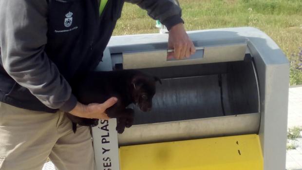 El cachorro fue rescatado por trabajadores de la delegación municipal de Medio Ambiente de Lebrija