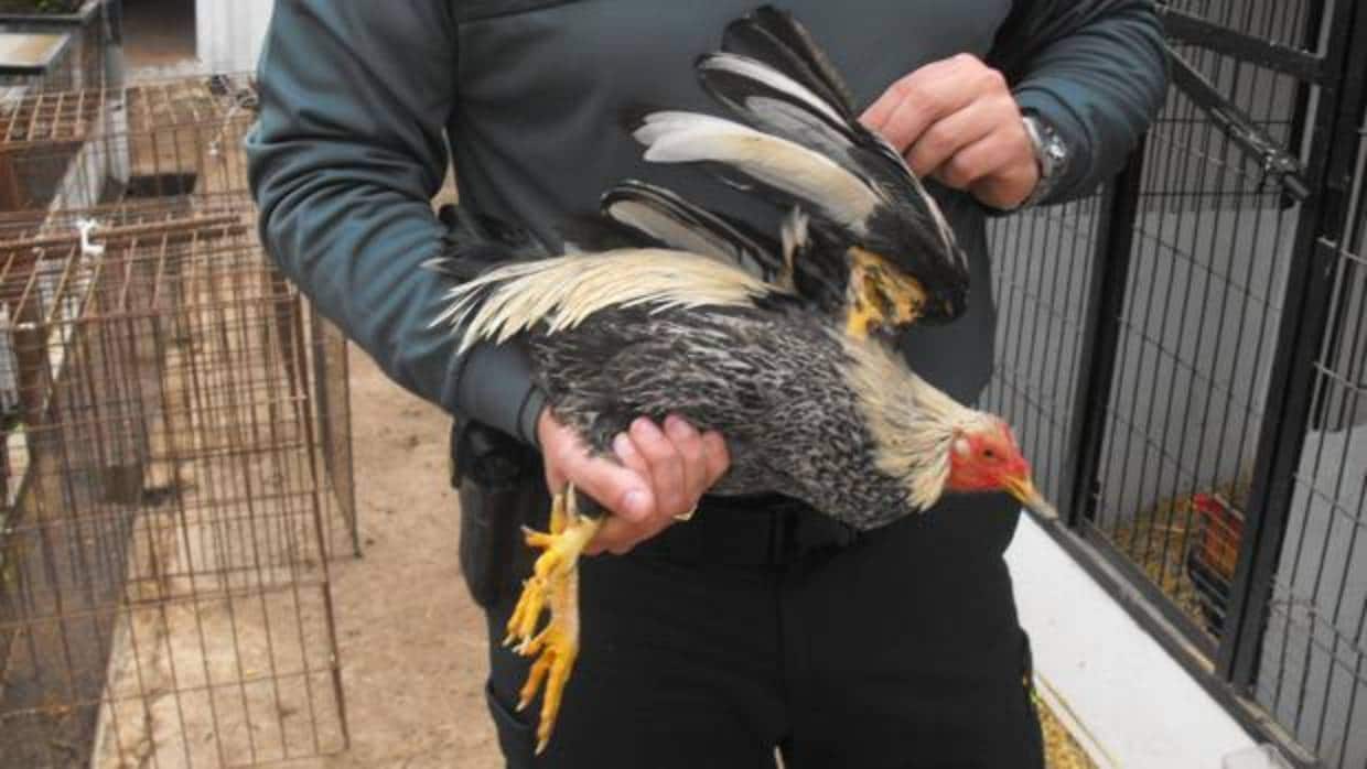 Un gallo de pelea recuperado en una operación previa de la Guardia Civil en la provincia