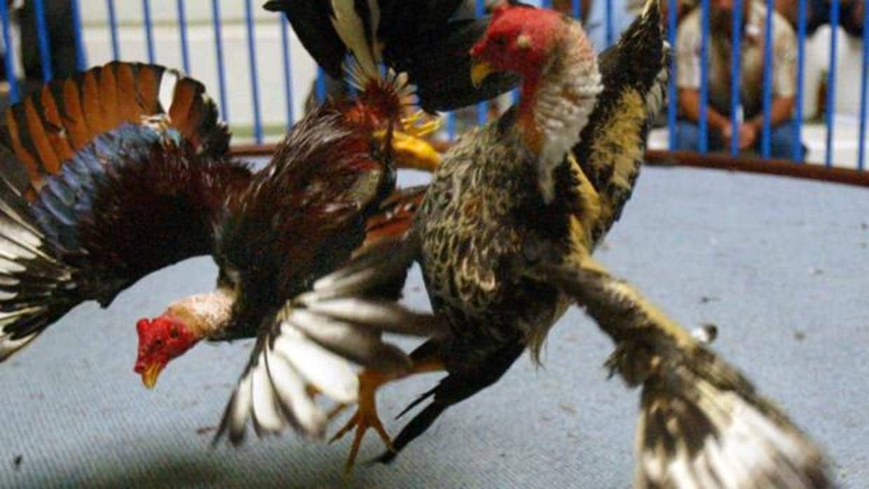 Dos gallos de pelea en plena lucha