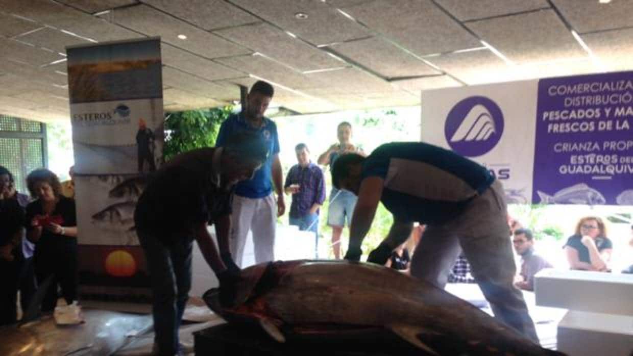 El ronqueo de un atún da el pistoletazo de salida a la IV Semana del Atún Salvaje