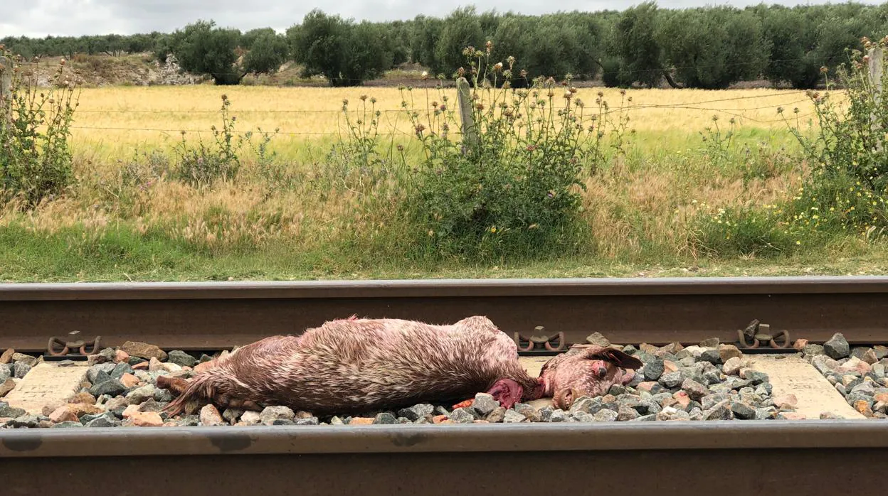 Uno de los ejemplares que resultó muerto tras arrollar un tren un rebaño de cabras
