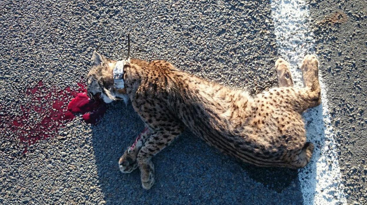 Un hombre está siendo investigado como presunto responsable de la muerte de un lince al que atacaron sus perros