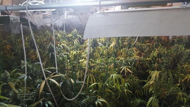 Desmantelada una plantación de marihuana en una vivienda de El Cuervo