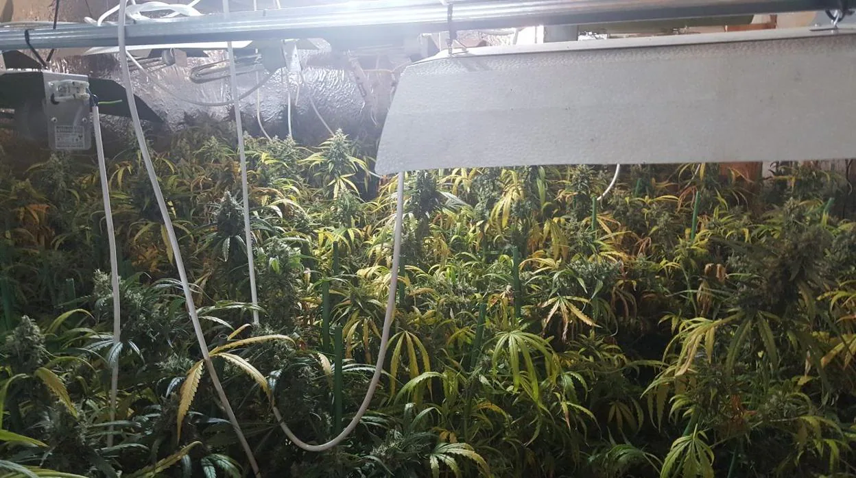 Las plantas de marihuana estaban distribuidas en dos habitaciones