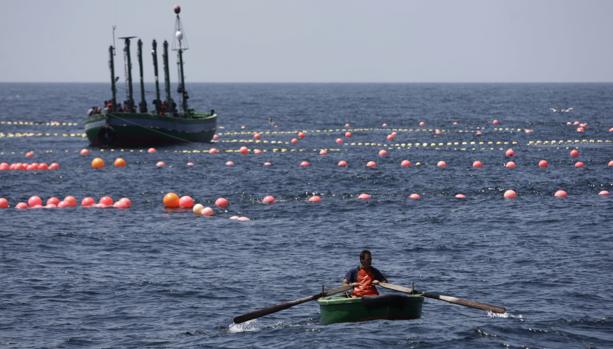 Investigan una red por la supuesta pesca ilegal de atún rojo