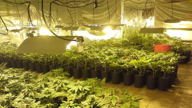 Dos detenidos en Carmona por cultivar más de 1.400 plantas de marihuana en un edificio de la localidad