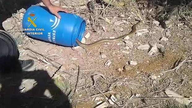 Agentes del Seprona capturan una serpiente que se había colado en una vivienda en Lebrija