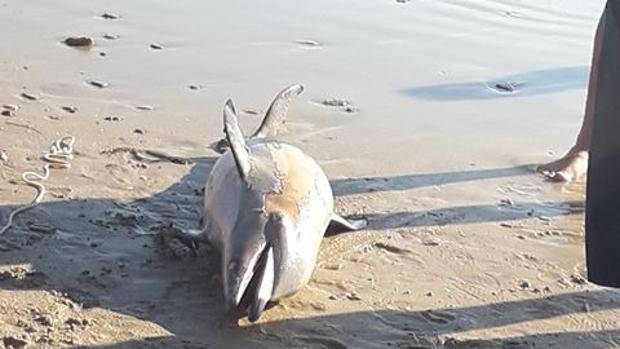 Aparece un pequeño delfín en Camposoto