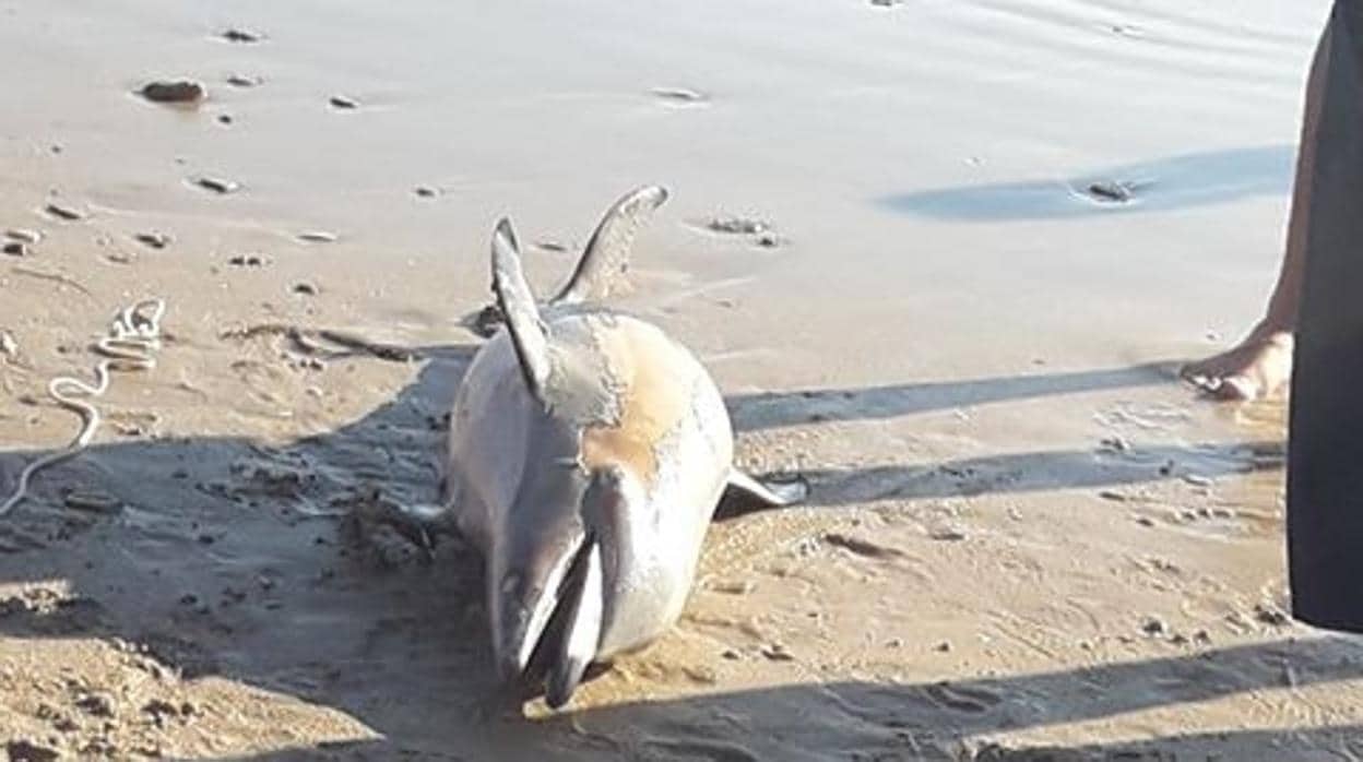 Delfín encontrado en la playa de Camposoto.