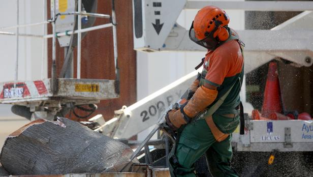 Los motivos por los que se quebró la rama del ficus del Mora