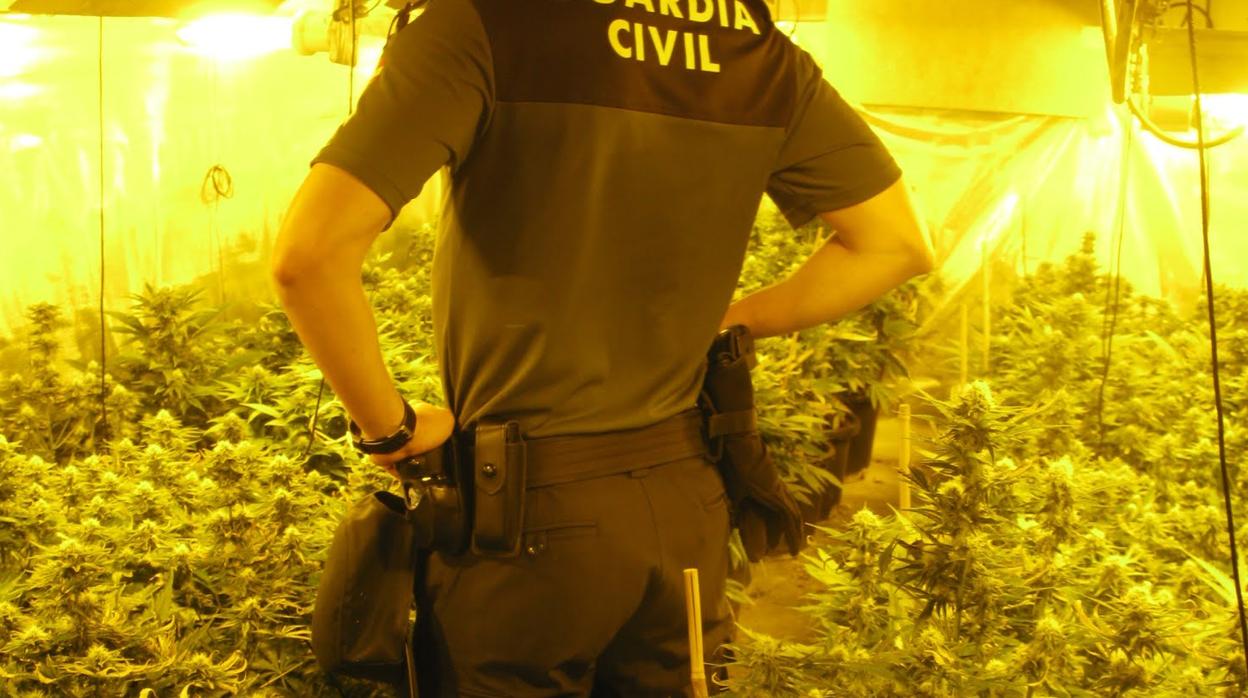 Un vecino de El Viso del Alcor detenido por tener 81 plantas de marihuana en su casa