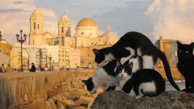 Una colonia de gatos pone en riesgo la salud pública en los depósitos de Marconi