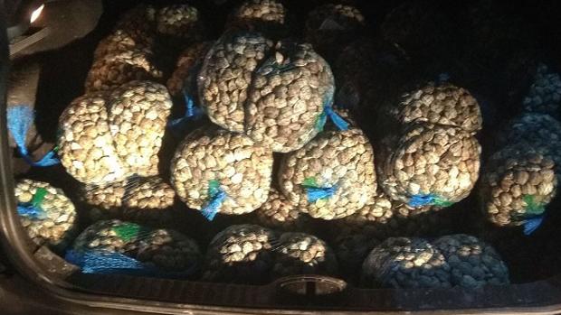 La Guardia Civil interviene 360 kilos de chirla ilegal a la altura de Gines