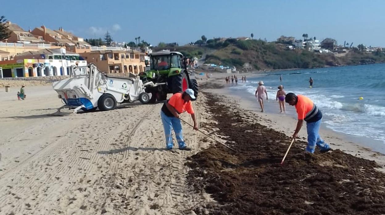 Una plaga de algas invasoras se ceba con las playas de Algeciras