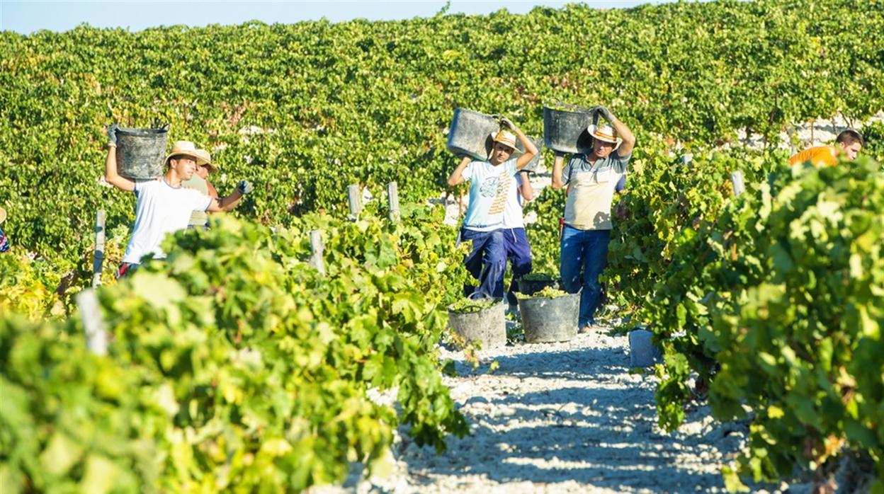 La vendimia del Marco de Jerez arranca en su totalidad el 3 de septiembre