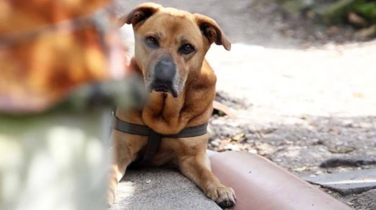 Un perro potencialmente peligroso