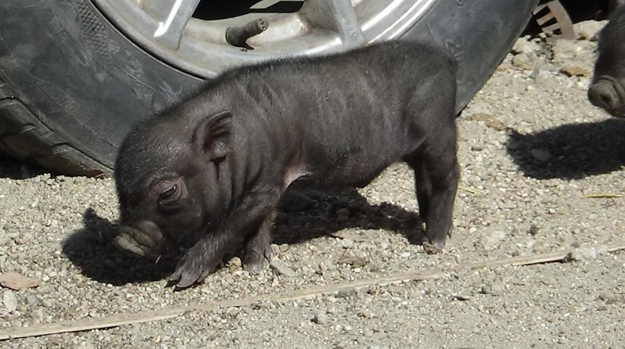 Hallan suelto un cerdo vietnamita en una playa de El Rinconcillo y denuncian a su dueña