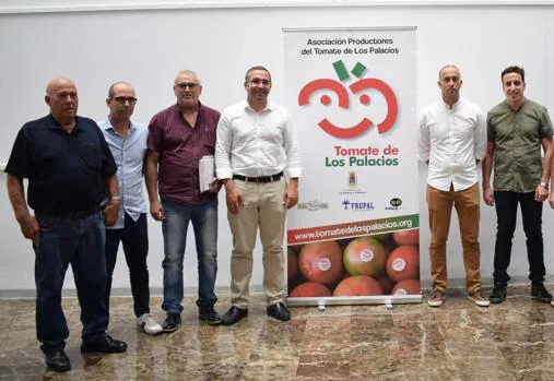 El tomate de Los Palacios y Villafranca batirá este año su récord histórico de producción