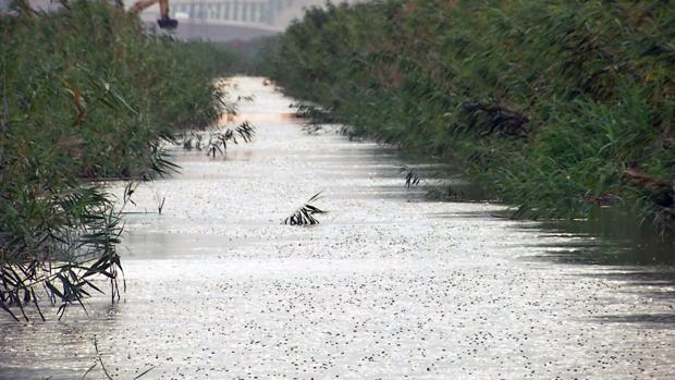 Cientos de albures y anguilas agonizan en un canal de las marismas de Lebrija