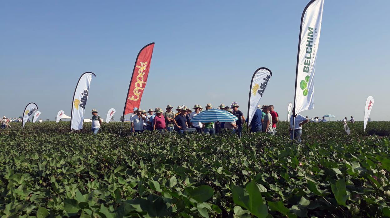 Las parcelas de las marismas de Lebrija han acogido por quinto año consecutivo Expo Algodón