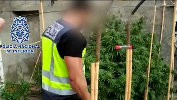 Desmanteladas cinco plantaciones de marihuana y cinco detenidos en La Línea