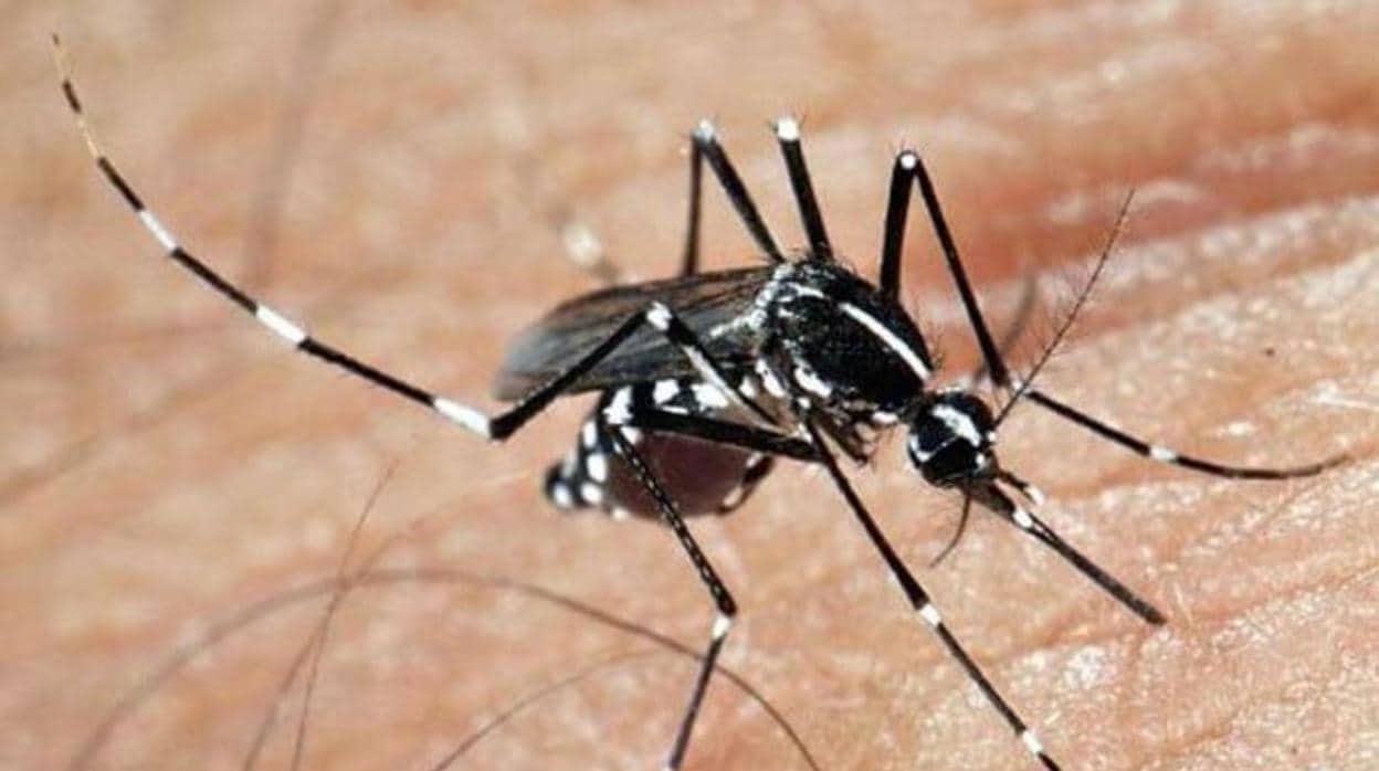 El mosquito tigre es el portador del dengue.