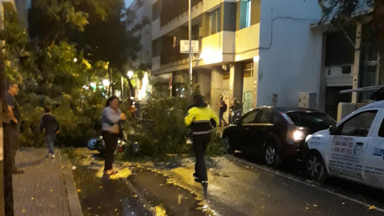 El temporal ha quebrado una rama de árbol en la calle Acacias