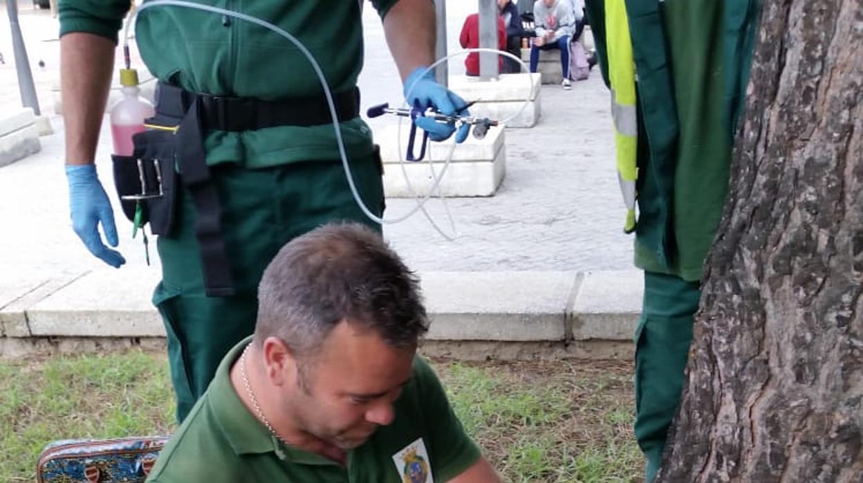 Cádiz, en lucha contra la procesionaria