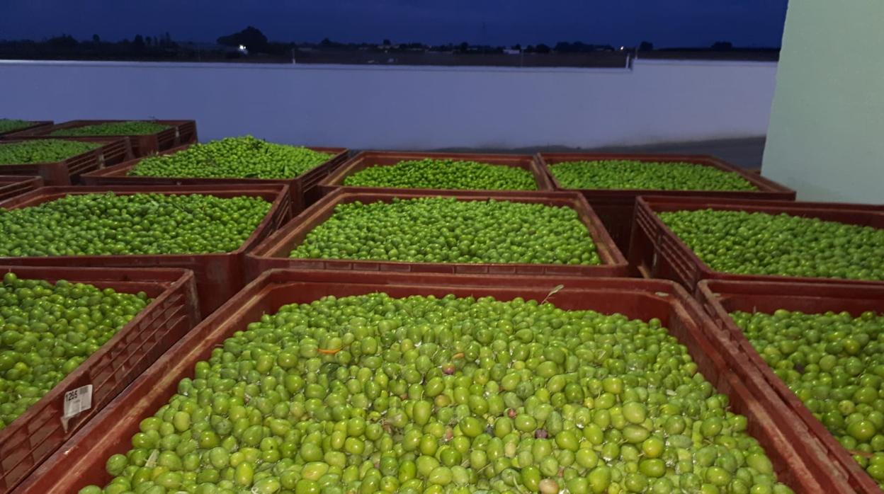 Las aceitunas gordales de Utrera suelen tener el mercado norteamericano como principal destino