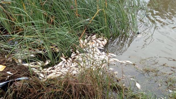 Ecologistas denuncian la aparición de gran cantidad de peces muertos en el río Guadaira de Alcalá