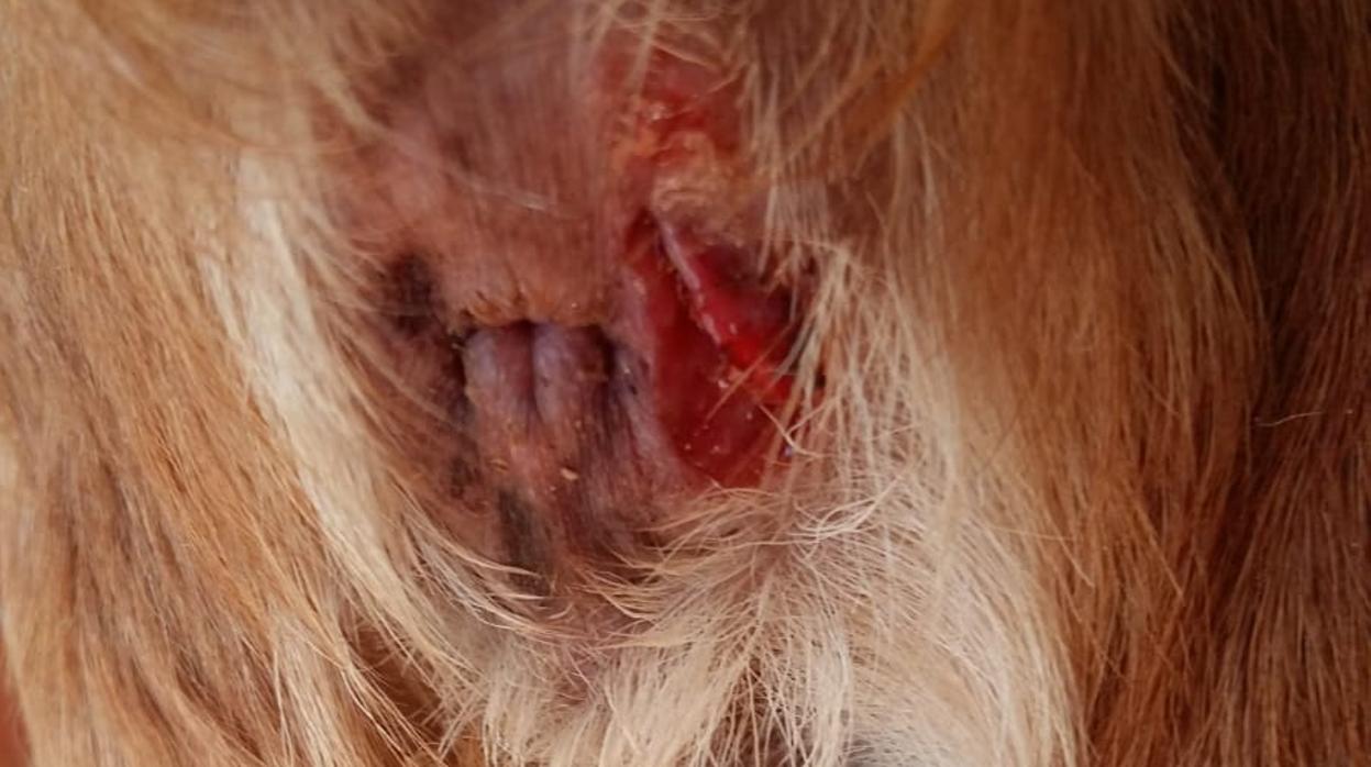 Herida causada en el hocico por el mordisco de uno de estos perros.