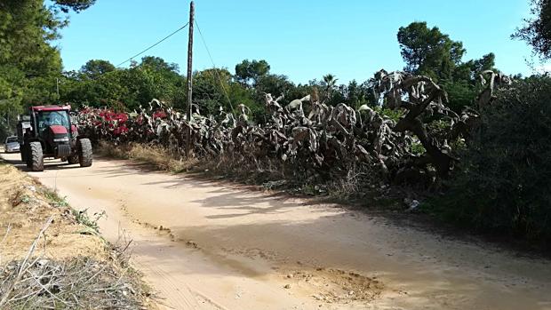 El pleno municipal solicita el arreglo de las vías pecuarias y caminos rurales de Carmona