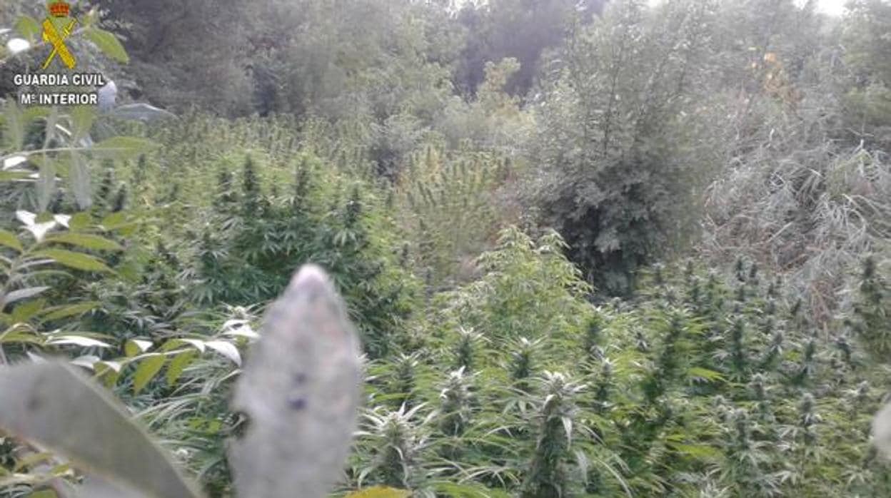 Imagen de archivo de una plantación de marihuana