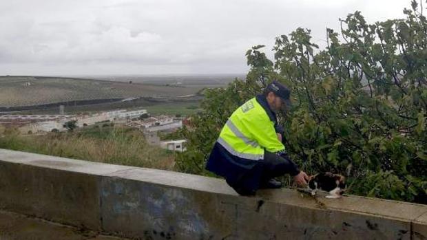 La Policía de Lebrija denuncia a dos individuos por grabar el lanzamiento de un gato desde El Castillo