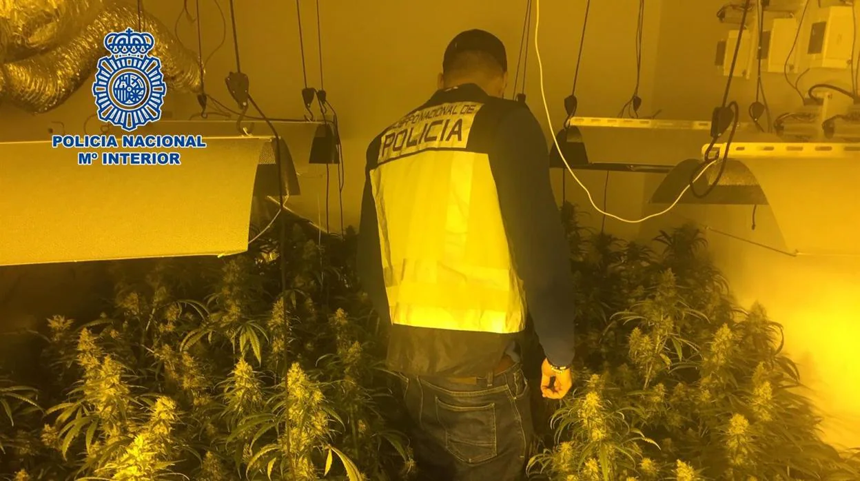 Dos detenidos acusados de cultivar marihuana en dos pisos ocupados en Jerez